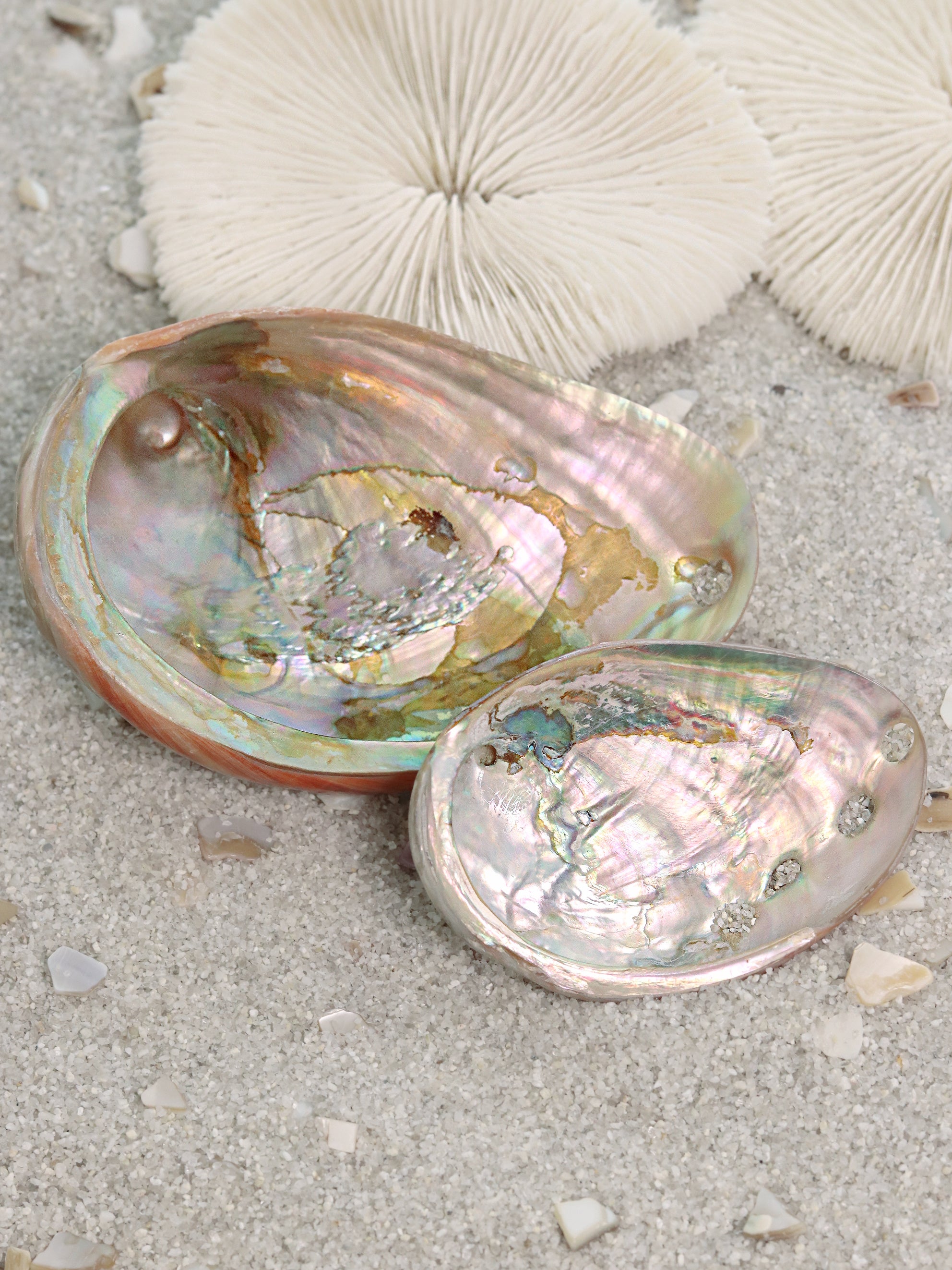 Red Polished Abalone Shell