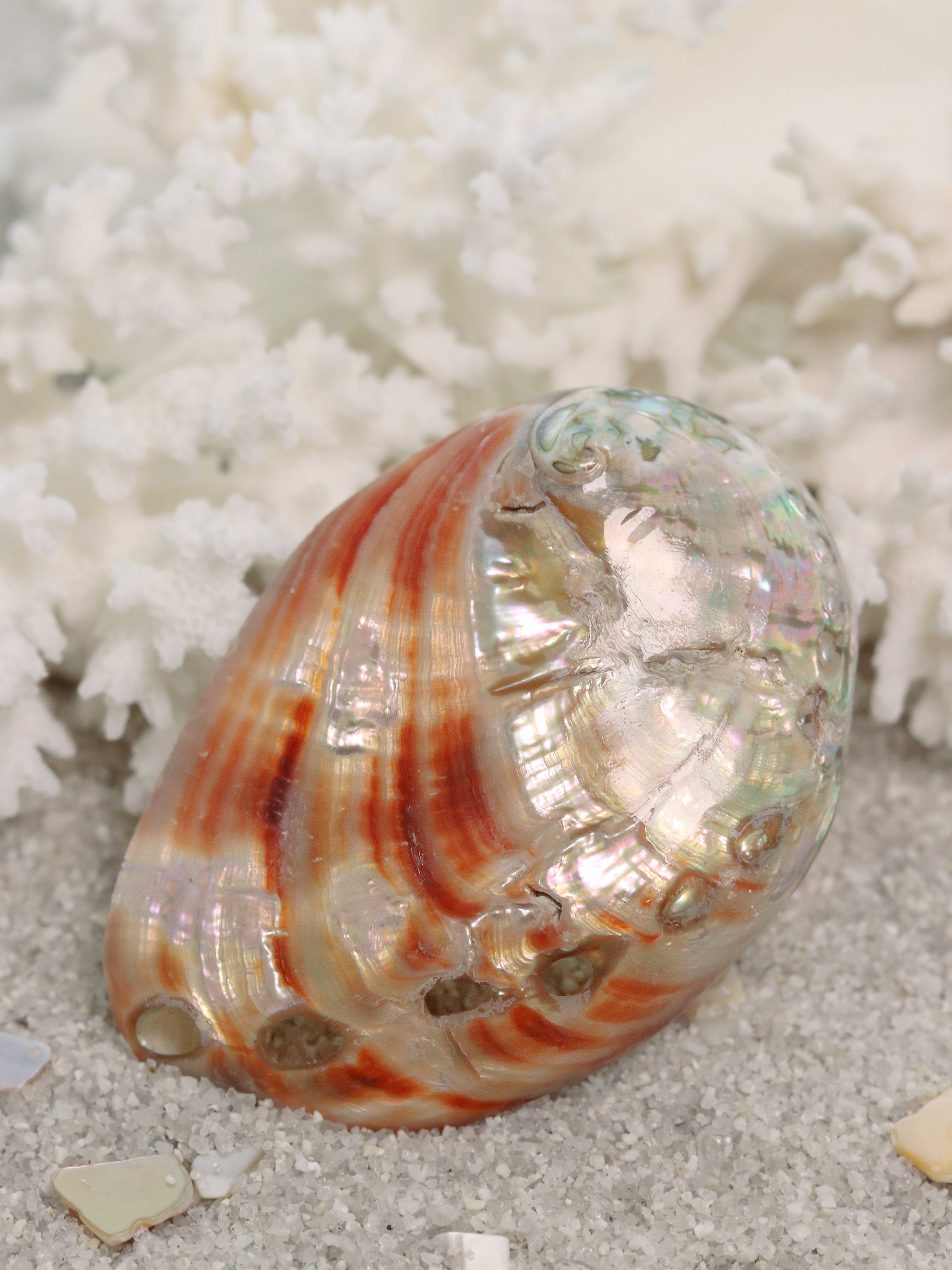 Red Polished Abalone Shell