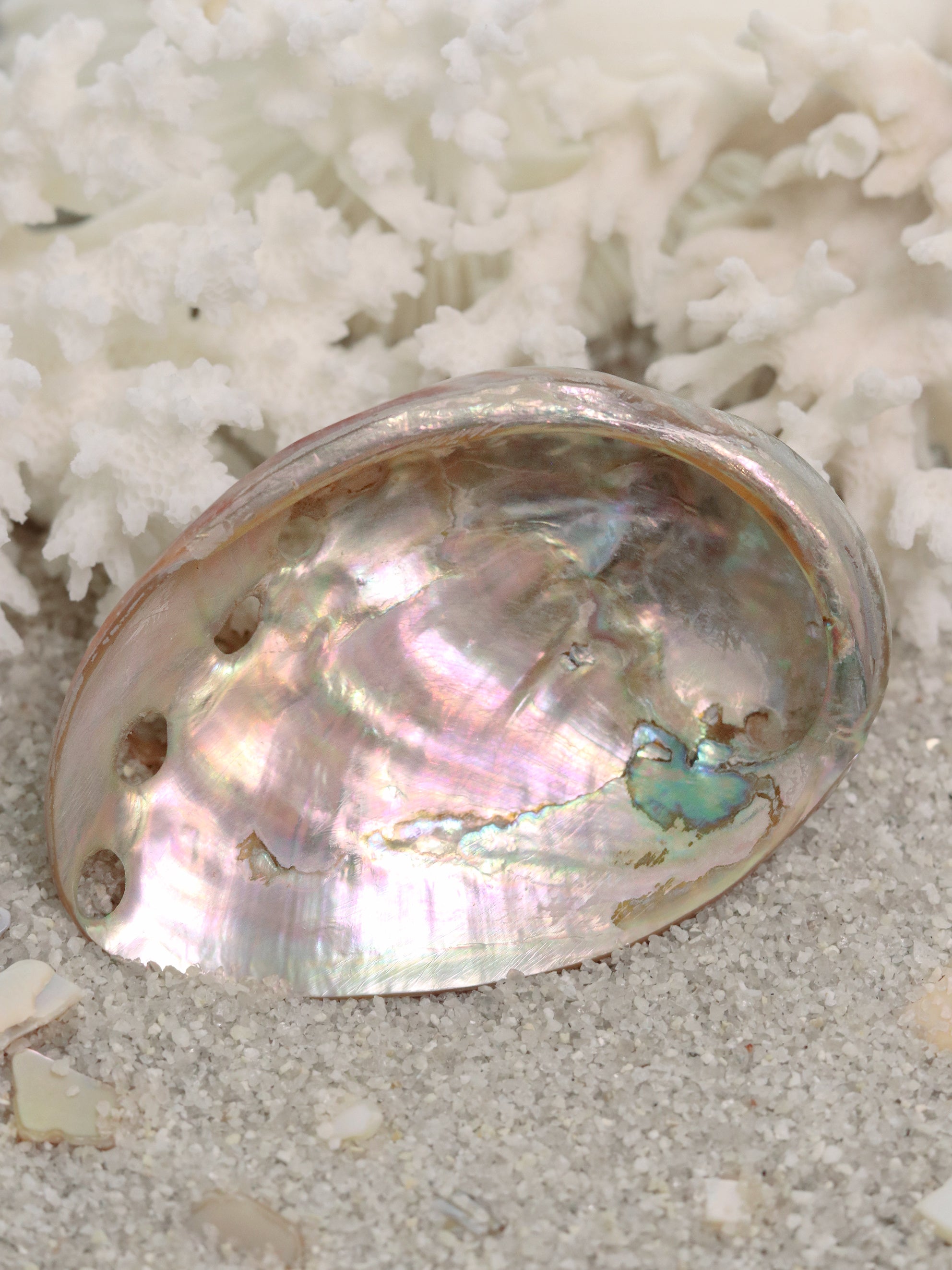 Red Polished Abalone Shell