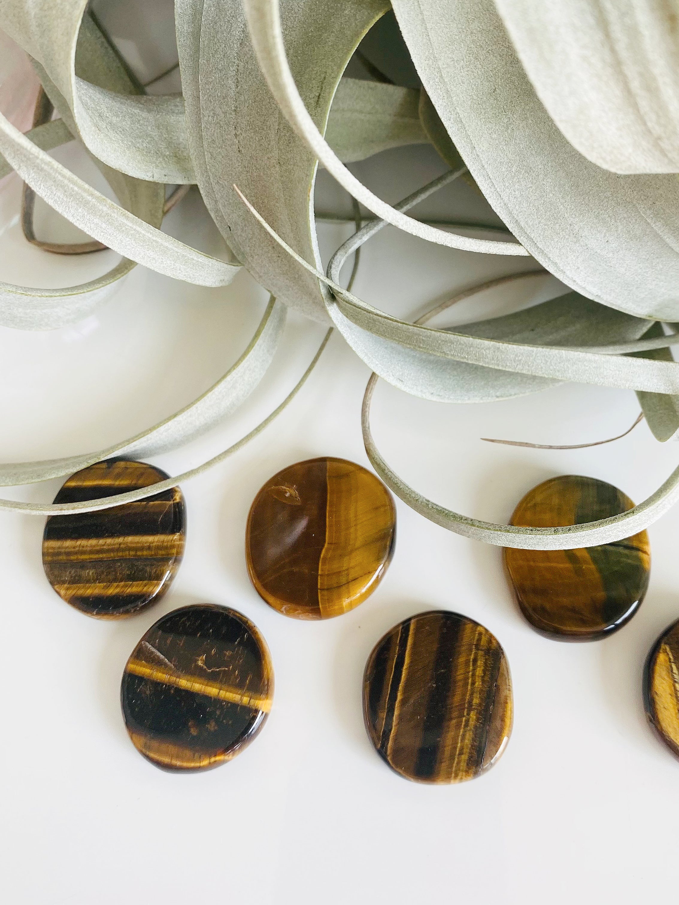 Tigers Eye Coin