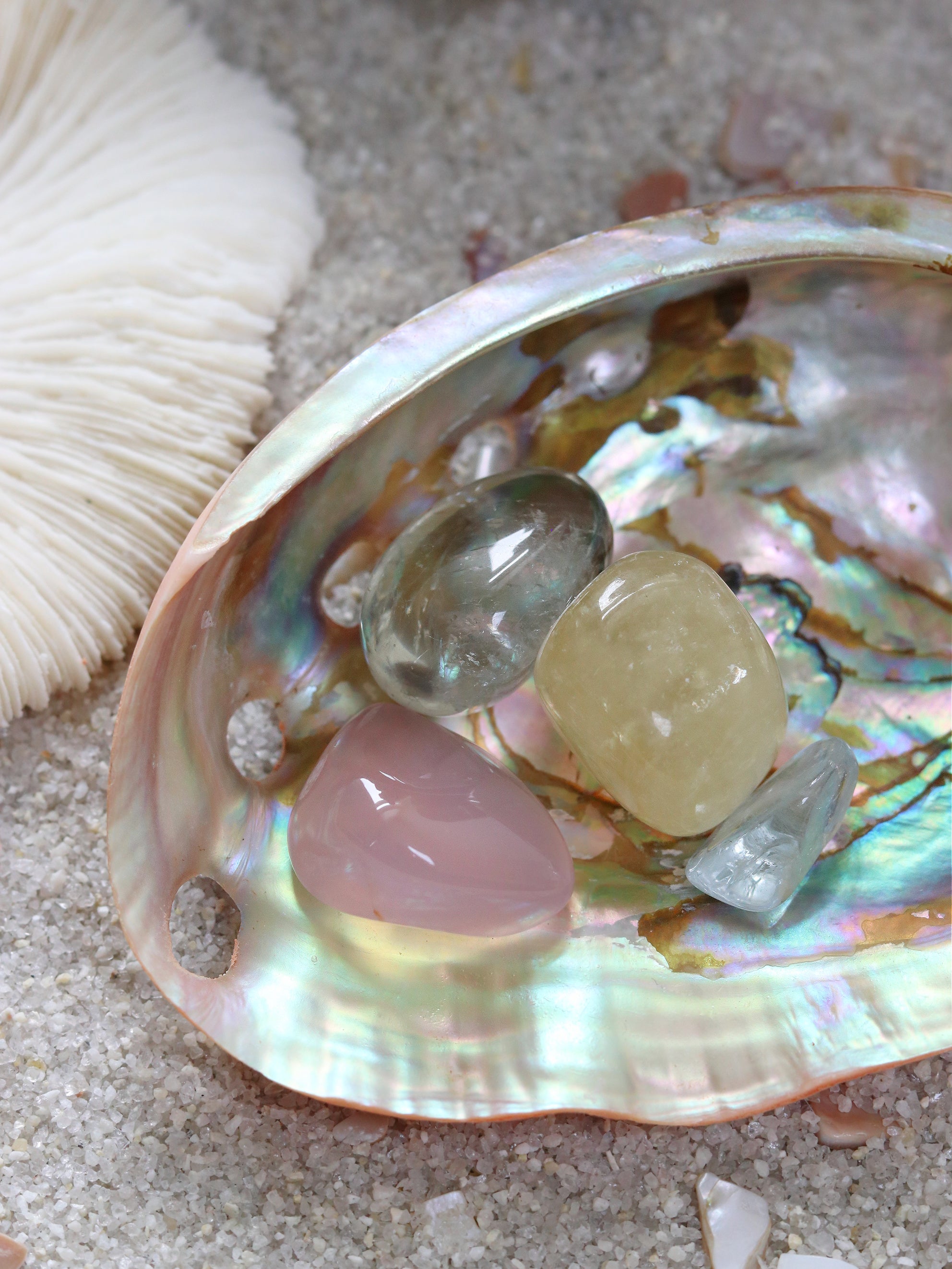 Red Polished Abalone Shell