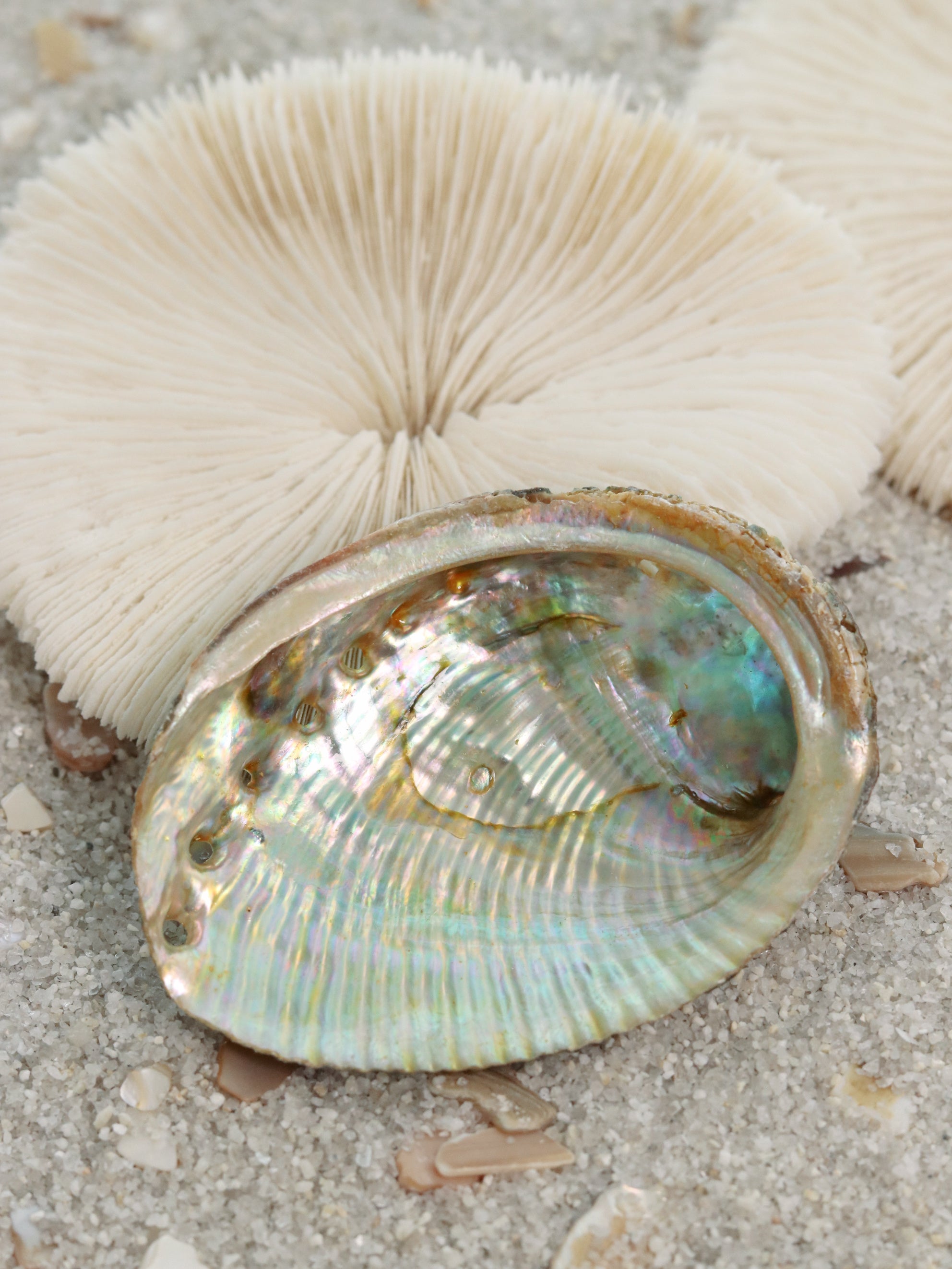 Green Abalone Shell