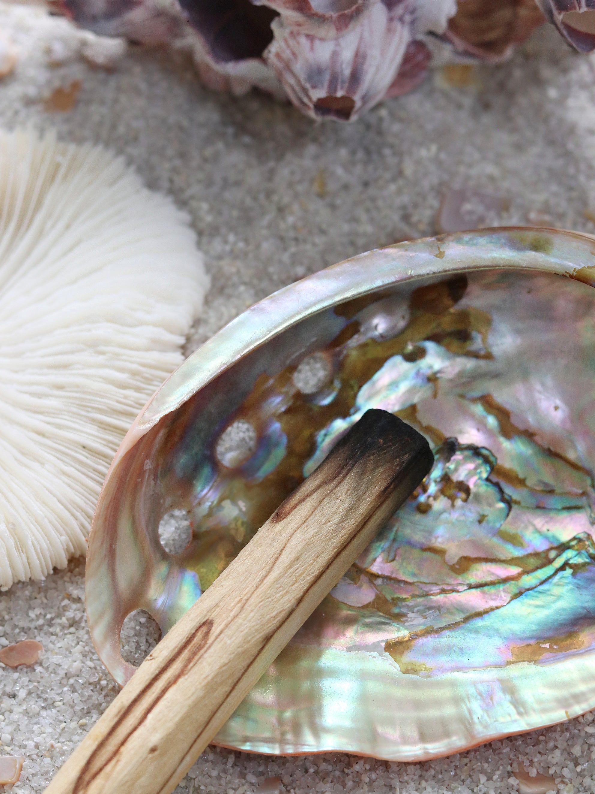 Red Polished Abalone Shell