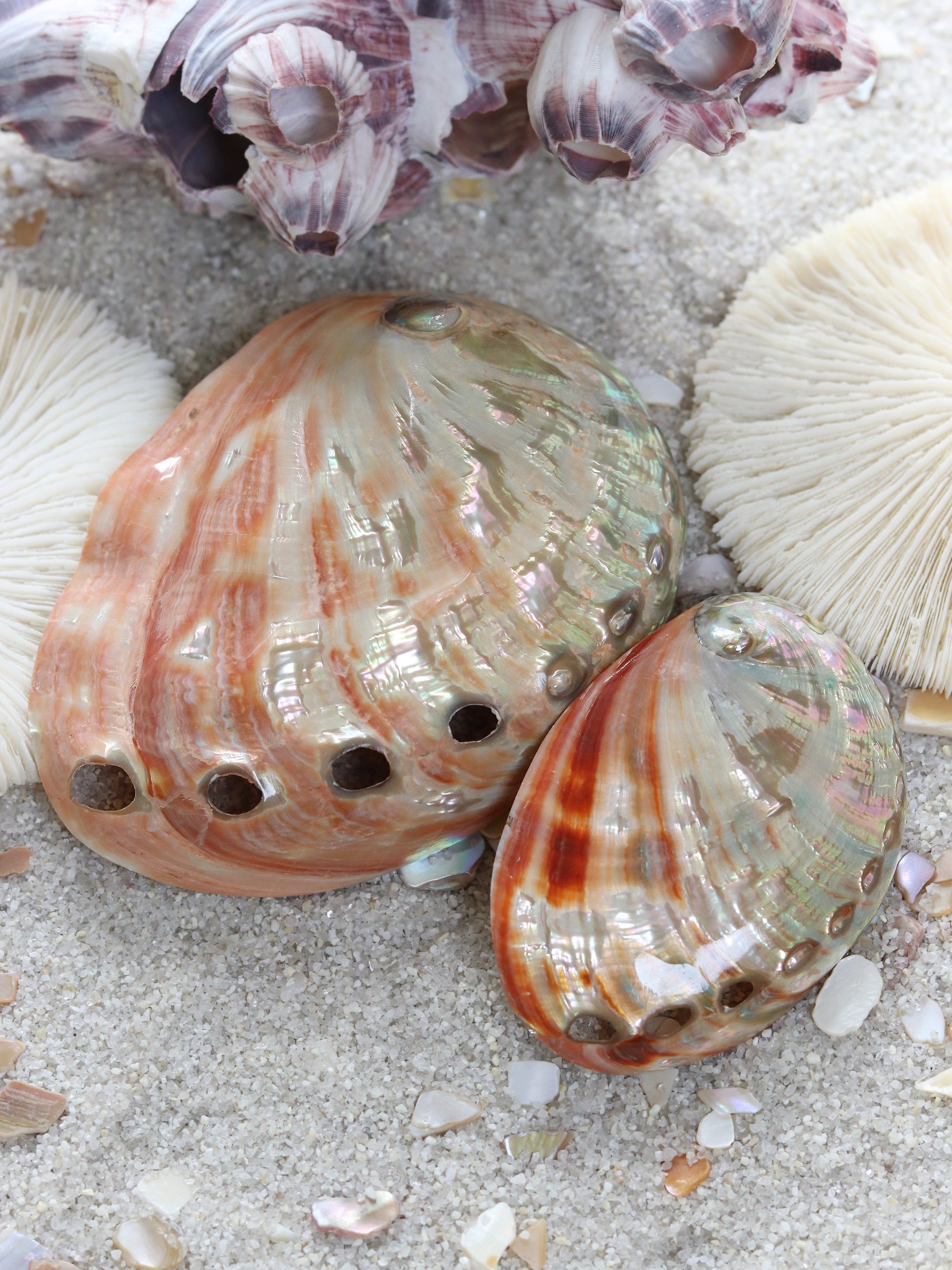 Red Polished Abalone Shell